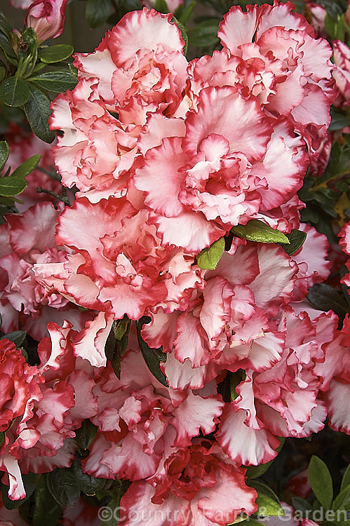 Rhododendron (evergreen azalea</i>) 'Leopold. Astrid' ('Armand. Haerens' sport</i>), a fancy-flowered Belgian Indica hybrid introduced by Haerens of Belgium in 1933