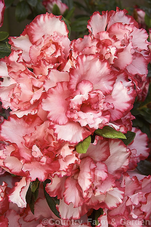 Rhododendron (evergreen azalea</i>) 'Leopold. Astrid' ('Armand. Haerens' sport</i>), a fancy-flowered Belgian Indica hybrid introduced by Haerens of Belgium in 1933