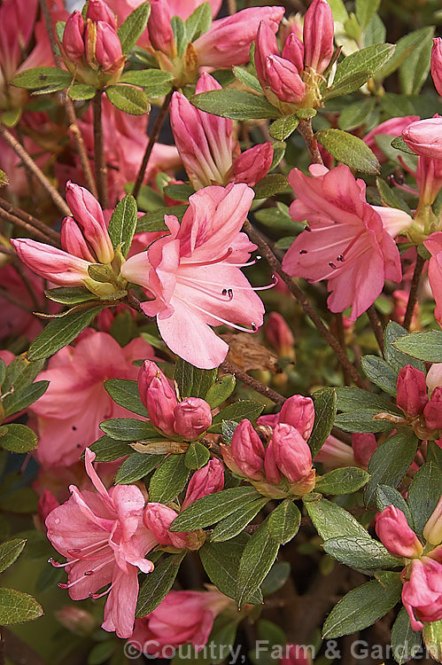 Rhododendron (evergreen azalea</i>) 'Mrs Fisher', a hose in hose-flowered Pericat hybrid the blooms midseason. It is heavy flowering, has good winter foliage colour and grows to around 75 cm high x 1 m wide