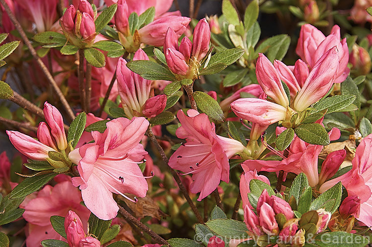 Rhododendron (evergreen azalea</i>) 'Mrs Fisher', a hose in hose-flowered Pericat hybrid the blooms midseason. It is heavy flowering, has good winter foliage colour and grows to around 75 cm high x 1 m wide