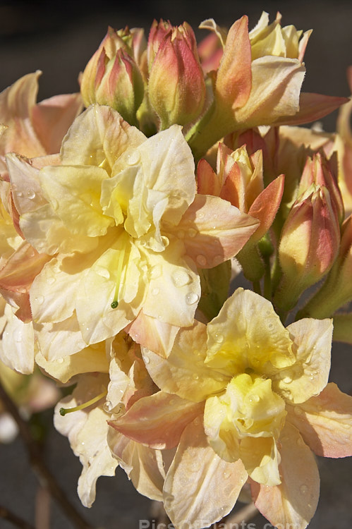 <i>Rhododendron</i> (deciduous azalea</i>) 'Softlights', a double-flowered hybrid introduced in 1997 by Blue Mountain Nursery of New Zealand. It grows to around 2m tall and develops good autumn foliage colour. Order: Ericales, Family: Ericaceae