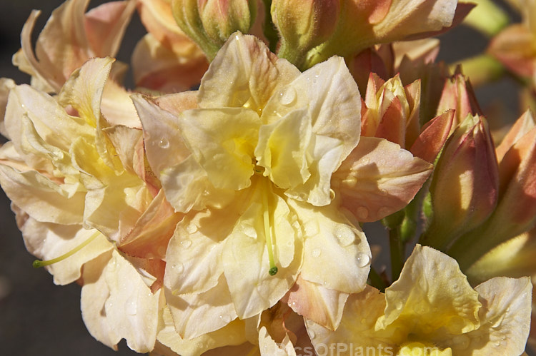 <i>Rhododendron</i> (deciduous azalea</i>) 'Softlights', a double-flowered hybrid introduced in 1997 by Blue Mountain Nursery of New Zealand. It grows to around 2m tall and develops good autumn foliage colour. Order: Ericales, Family: Ericaceae