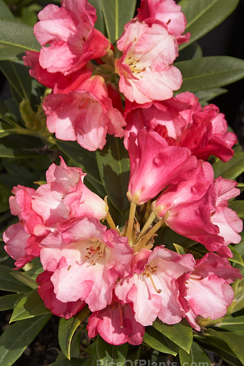 <i>Rhododendron</i> 'Surrey Heath', this cross between two unnamed hybrids with 'Fabia' and Rhododendron yakushimanum backgrounds is a compact bush with deep pink flowers that have a noticeably lighter edge. It was introduced by Waterer and registered in 1975. Order: Ericales, Family: Ericaceae