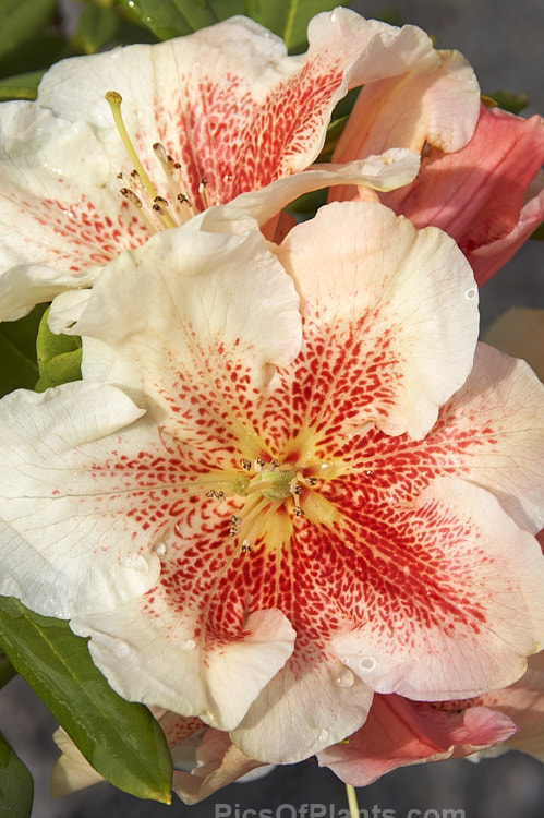 <i>Rhododendron</i> 'Paprika Spiced' ('Hotei' x 'Tropicana'), a 1-2m tall bush with distinctively orange-red speckled cream to very pale pink flowers. Raised by Brockenbrough of the United States. Order: Ericales, Family: Ericaceae