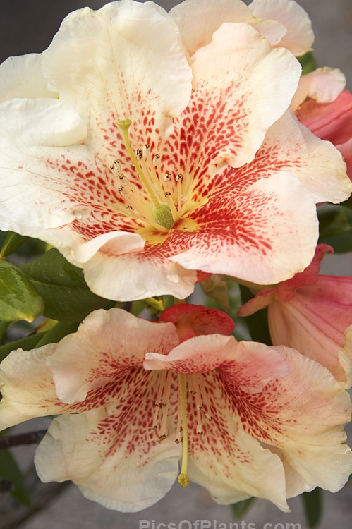 <i>Rhododendron</i> 'Paprika Spiced' ('Hotei' x 'Tropicana'), a 1-2m tall bush with distinctively orange-red speckled cream to very pale pink flowers. Raised by Brockenbrough of the United States. Order: Ericales, Family: Ericaceae
