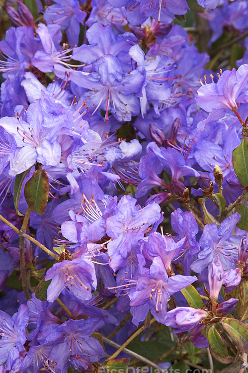 <i>Rhododendron</i> 'Senora Meldon' ('Lackamas Blue' x 'Blue Diamond'), a 1.5m high, 1975 hybrid by Goheen of the USA. Its light green foliage turns bronze in winter. Order: Ericales, Family: Ericaceae