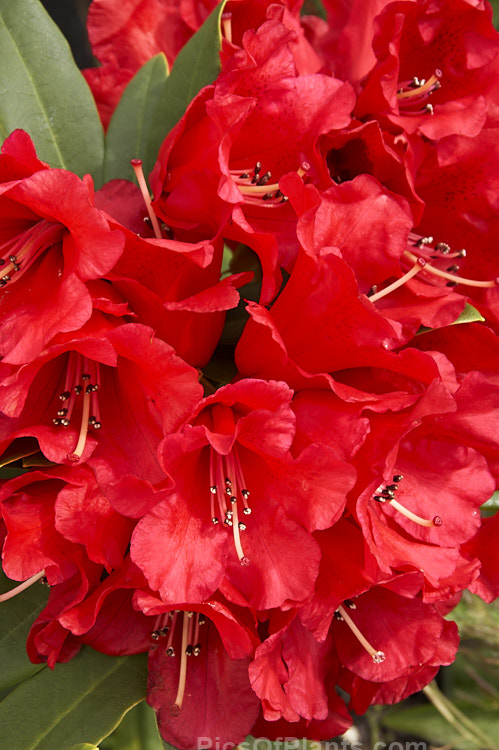 <i>Rhododendron</i> 'Fireman Jeff' (<i>The Honourable Jean-Marie de Montague' x 'Grosclaude'), an American hybrid introduced in 1977. It is a compact shrub notable for its large red calyces that create an almost hose-in-hose effect. Order: Ericales, Family: Ericaceae