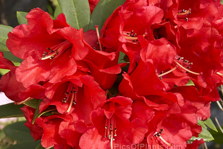 <i>Rhododendron</i> 'Fireman Jeff' (<i>The Honourable Jean-Marie de Montague' x 'Grosclaude'), an American hybrid introduced in 1977. It is a compact shrub notable for its large red calyces that create an almost hose-in-hose effect. Order: Ericales, Family: Ericaceae