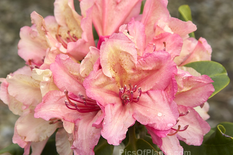 <i>Rhododendron</i> 'Brasilia', this cross between two unnamed hybrids with <i>Rhododendron wardii</i> backgrounds is a rounded bush that grows to around 1.25m high and a little wider, 'Brasilia' has delicately shaded soft apricot pink flowers edged in pink. It was raised by Hachmann of Germany and introduced in 1984. Also known as 'Hachmann's Brasilia'. Order: Ericales, Family: Ericaceae