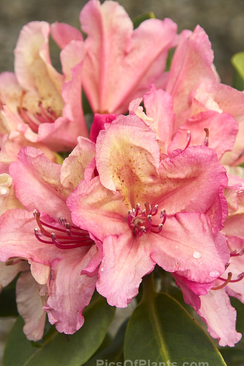 <i>Rhododendron</i> 'Brasilia', this cross between two unnamed hybrids with <i>Rhododendron wardii</i> backgrounds is a rounded bush that grows to around 1.25m high and a little wider, 'Brasilia' has delicately shaded soft apricot pink flowers edged in pink. It was raised by Hachmann of Germany and introduced in 1984. Also known as 'Hachmann's Brasilia'. Order: Ericales, Family: Ericaceae