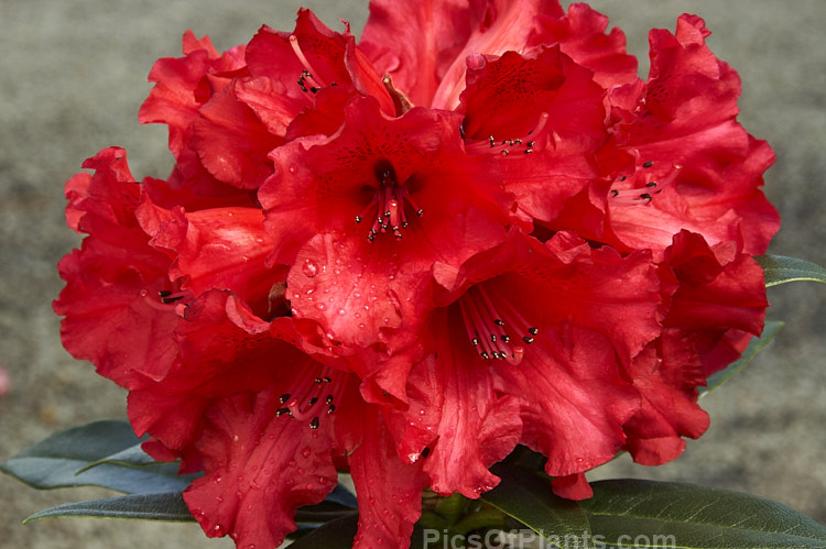 Rhododendron 'Taurus' (<i>The Honourable Jean-Marie de Montague' x Rhododendron strigillosum</i>), the lush, somewhat drooping foliage of this deep red-flowered hybrid shows resembles that of 'Grace Seabrook', which is the same cross. It grows to around 2.5m high and wide. Order: Ericales, Family: Ericaceae