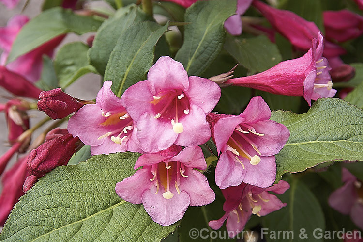Weigela florida 'Minuet', a dwarf cultivar of a spring-flowering deciduous shrub native to northern China, Japan and Korea. The Canadian-raised 'Minuet' grows to around 1m tall x 15m wide and has dark, slightly purple-tinted foliage. weigela-2307htm'>Weigela. <a href='caprifoliaceae-plant-family-photoshtml'>Caprifoliaceae</a>.