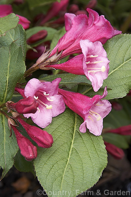 Weigela florida 'Minuet', a dwarf cultivar of a spring-flowering deciduous shrub native to northern China, Japan and Korea. The Canadian-raised 'Minuet' grows to around 1m tall x 15m wide and has dark, slightly purple-tinted foliage. weigela-2307htm'>Weigela. <a href='caprifoliaceae-plant-family-photoshtml'>Caprifoliaceae</a>.