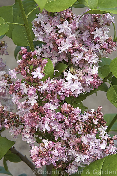 Syringa vulgaris 'Mrs Edward. Harding', a tall, rather open-growing hybrid introduced by Lemoine of France in 1923. Its flowers are pleasantly scented and are deep purple-pink in bud but quickly fade to pale pink on opening. Order: Lamiales, Family: Oleaceae