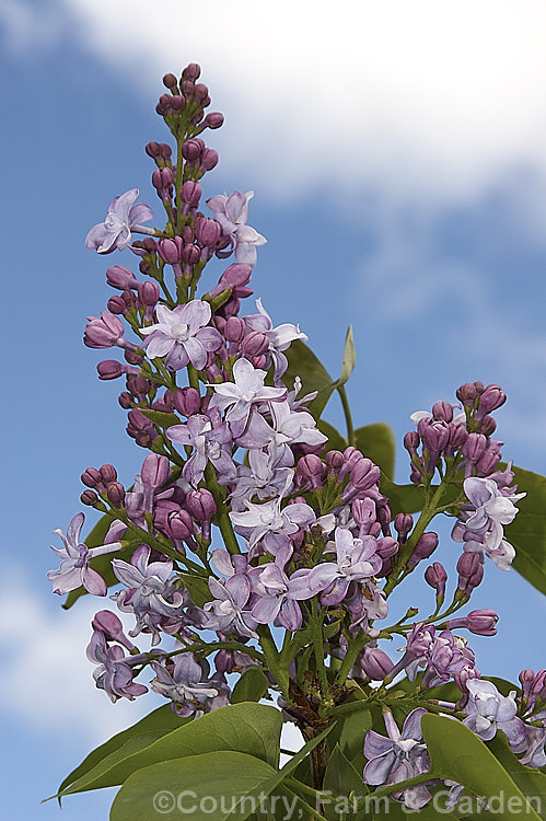 Syringa vulgaris 'Olivier de Serres', this double-flowered cultivar has soft lavender blue flowers that a re quite strongly scented. It can grow to over 3m tall and was introduced by Lemoine of France in 1909. Order: Lamiales, Family: Oleaceae