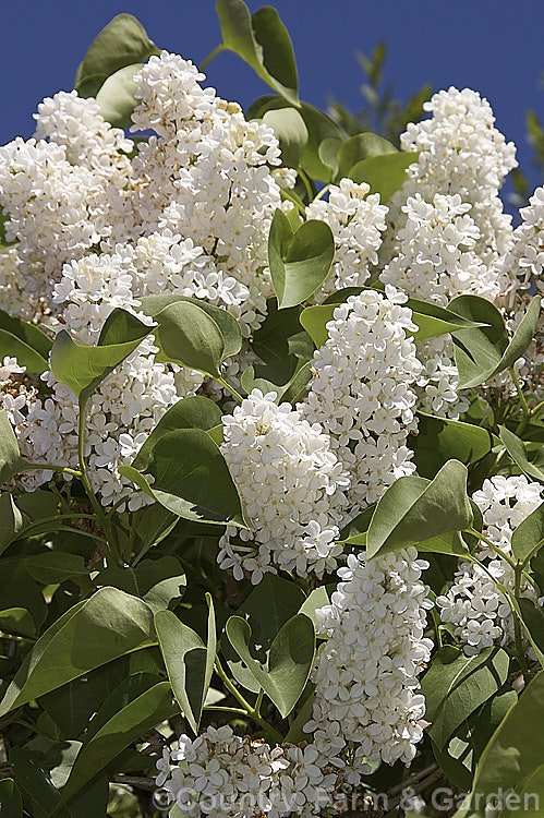 Syringa vulgaris 'Maud. Notcutt', a single-flowered cultivar raised in 1956 by Notcutt of England. The flowerheads are large and often very abundant. Order: Lamiales, Family: Oleaceae