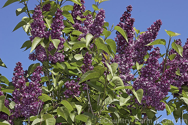 Syringa vulgaris 'Charles Joly', a strongly scented, double-flowered cultivar raised by Lemoine of France and introduced in 1896. The flowerheads are quite short but very crowded. Order: Lamiales, Family: Oleaceae