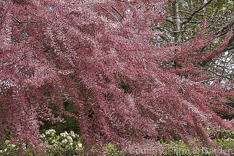 Early Tamarisk (<i>Tamarix parviflora</i>), a large deciduous shrub or small tree native to Europe. Its branches often have an arching habit and the plant can be distinguished from most of the commonly grown tamarisks in that it flowers on the old wood in spring, rather than on the new growth in summer. tamarix-2300htm'>Tamarix. <a href='tamaricaceae-plant-family-photoshtml'>Tamaricaceae</a>.