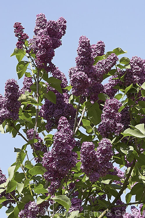 Syringa vulgaris 'Marechal. Foch', a tall, single-flowered cultivar raised in 1924 by Lemoine of France. The flowerheads are large and often very abundant. Order: Lamiales, Family: Oleaceae