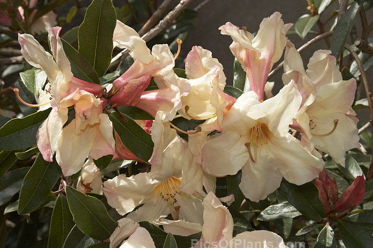 <i>Rhododendron maddenii</i> subsp. <i>maddenii</i> (syn. <i>Rhododendron polyandrum</i>), a Himalayan subspecies of a fragrant flowered, 2m tall, evergreen shrub found from northern India through southern China and Burma to Vietnam. Order: Ericales, Family: Ericaceae