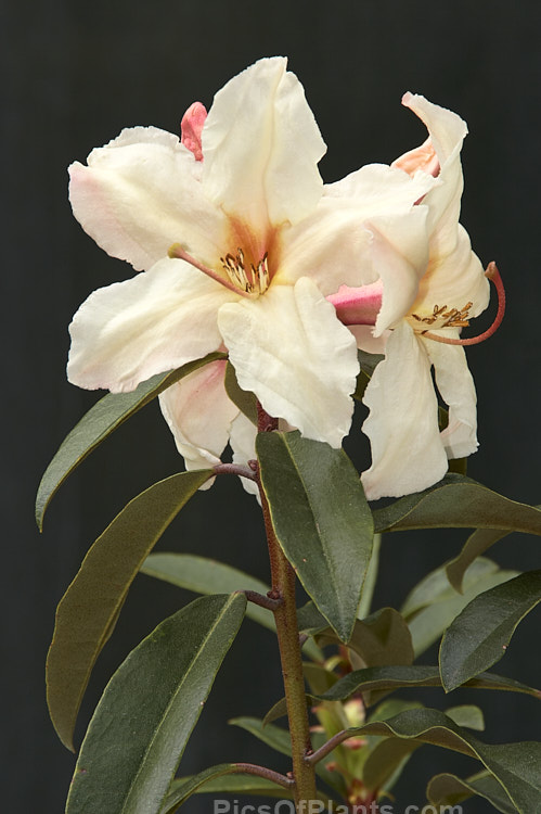 <i>Rhododendron maddenii</i> subsp. <i>maddenii</i> (syn. <i>Rhododendron polyandrum</i>), a Himalayan subspecies of a fragrant flowered, 2m tall, evergreen shrub found from northern India through southern China and Burma to Vietnam. Order: Ericales, Family: Ericaceae