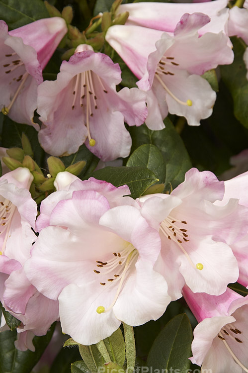 <i>Rhododendron</i> 'Countess of Haddington' (<i>Rhododendron ciliatum</i> x <i>Rhododendron dalhousiae</i>), bred before 1865, this hybrid has loose clusters of large, mildly fragrant flowers and slightly hairy foliage. Order: Ericales, Family: Ericaceae