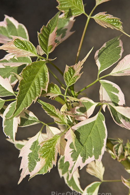 The spring foliage of <i>Acer negundo</i> 'Flamingo', a 1976 Dutch-raised cultivar of the common American Box Elder that differs from the cultivar 'Variegatum' in its pink-tinted new growth. Order: Sapindales, Family: Sapindaceae