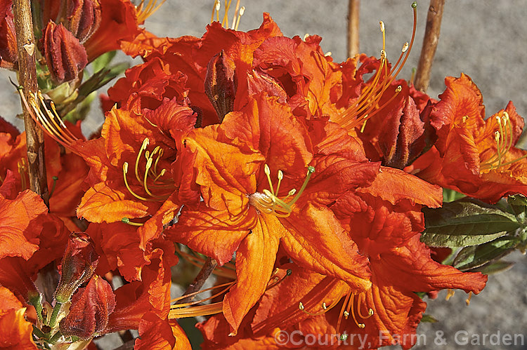 Rhododendron (deciduous azalea</i>) 'Mollie', an Ilam hybrid that grows to around 1m tall and develops good autumn foliage colour. It was selected from the Coker collection in Christchurch, New Zealand