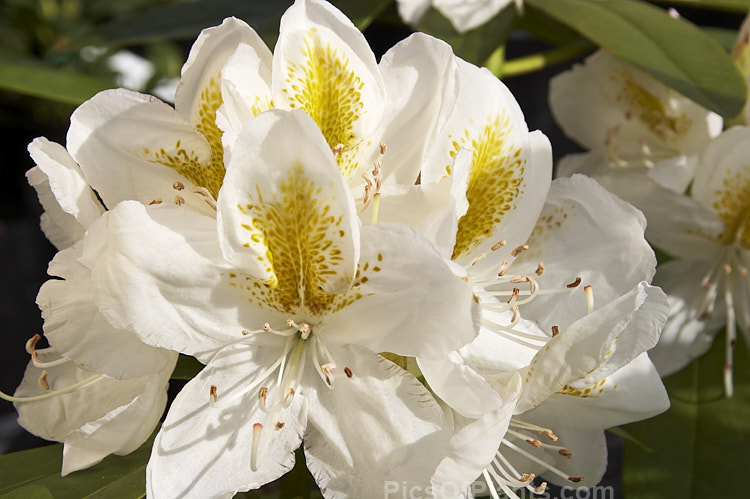 <i>Rhododendron</i> 'Belle Heller' (<i>Rhododendron catawbiense</i> 'Album' x unnamed white <i>catawbiense</i> hybrid</i>), a 1.8m tall bush with large trusses of white flowers that have a conspicuous golden blotch. It was raised by Shammarello of the United States before 1958. Order: Ericales, Family: Ericaceae