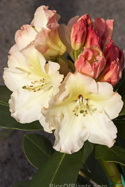 <i>Rhododendron</i> 'Horizon Monarch' ('Nancy Evans' x 'Point Defiance'), a 2m tall hybrid introduced in 1989 by Brockenbrough of the United States. In addition to its beautiful flowerheads it has lush deep green foliage. In 2002 it received the Royal Horticultural Society's Award of Garden Merit. Order: Ericales, Family: Ericaceae