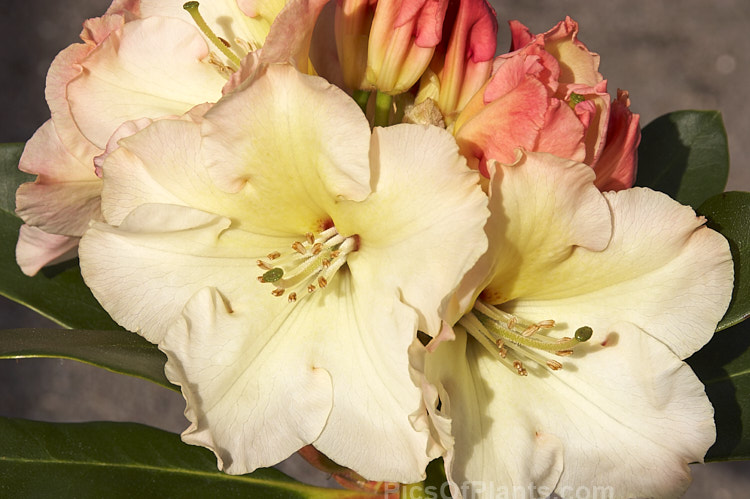 <i>Rhododendron</i> 'Horizon Monarch' ('Nancy Evans' x 'Point Defiance'), a 2m tall hybrid introduced in 1989 by Brockenbrough of the United States. In addition to its beautiful flowerheads it has lush deep green foliage. In 2002 it received the Royal Horticultural Society's Award of Garden Merit. Order: Ericales, Family: Ericaceae
