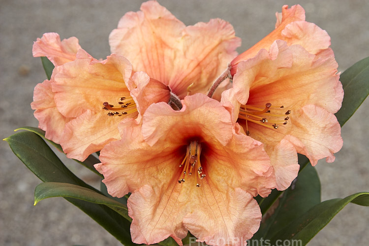 <i>Rhododendron</i> 'Apricot Nectar' (unnamed hybrid x 'Jalisco'), introduced in 1971 by Marshall Lyons of the United States, this soft orange-flowered hybrid grows to around 1.5 m tall and slightly wider. Order: Ericales, Family: Ericaceae