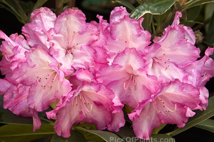 <i>Rhododendron</i> 'Hachmann's Charmant', ('Hachmann's Diadem' x 'Holger'), a very hardy and compact hybrid that grows to around 1.5 m high and wide, flowering midseason. It was raised by Hachmann of Germany Order: Ericales, Family: Ericaceae