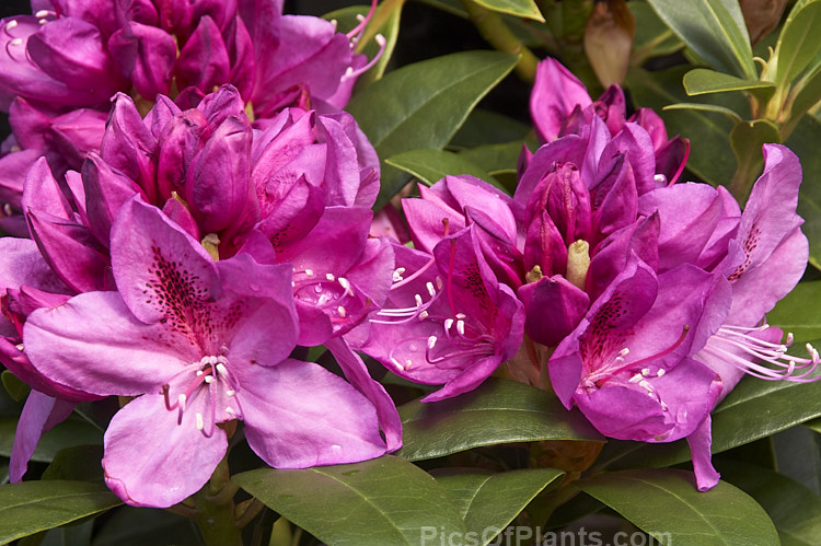 <i>Rhododendron</i> 'Anah Kruschke' ('Purple Splendour' x <i>Rhododendron ponticum</i>), a very tough, compact, heavy-flowering hybrid raised in 1955 by Wright of the United States, though it was not registered until 1973. It grows to around 1.8m high and wide. Order: Ericales, Family: Ericaceae