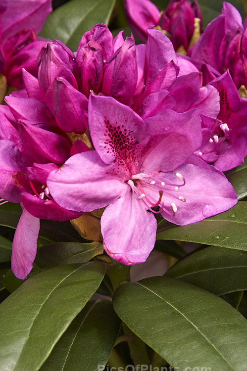 <i>Rhododendron</i> 'Anah Kruschke' ('Purple Splendour' x <i>Rhododendron ponticum</i>), a very tough, compact, heavy-flowering hybrid raised in 1955 by Wright of the United States, though it was not registered until 1973. It grows to around 1.8m high and wide. Order: Ericales, Family: Ericaceae