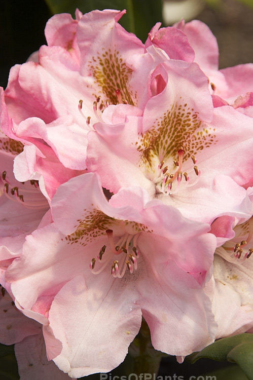 <i>Rhododendron</i> 'Bashful' (<i>Rhododendron degronianum</i> subsp. <i>yakushimanum</i> x 'Doncaster'), a compact, heavy-flowering hybrid introduced by Waterer of England in 1971. One of a group of similar hybrids named after and known as 'The Seven Dwarfs'. Order: Ericales, Family: Ericaceae