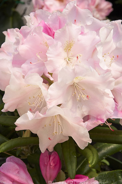 <i>Rhododendron degronianum</i> subsp. <i>yakushimanum</i> (syn. <i>Rhododendron yakushimanum</i>) 'College Form', a compact, heavy-flowering New Zealand selection of this very popular subspecies formerly known as Rhododendron yakushimanum. Order: Ericales, Family: Ericaceae