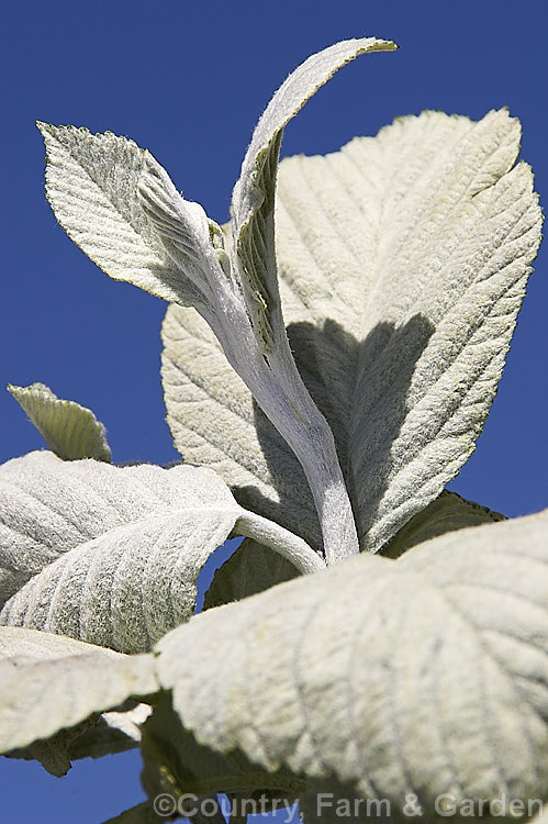 Sorbus aria 'Lutescens', a cultivar of the Whitebeam, a deciduous tree from the mountains of Europe, in which the young foliage is entirely covered in a dense silvery-white indumentum. It has a dense growth habit and eventually develops into conical small tree. Its spring-borne clusters of white flowers are followed by 10-12 mm diameter, orange-red fruit. sorbus-2143htm'>Sorbus.