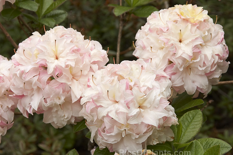 <i>Rhododendron</i> (deciduous azalea</i>) 'Softlights', a double-flowered hybrid introduced in 1997 by Blue Mountain Nursery of New Zealand. It grows to around 2m tall and develops good autumn foliage colour. Order: Ericales, Family: Ericaceae