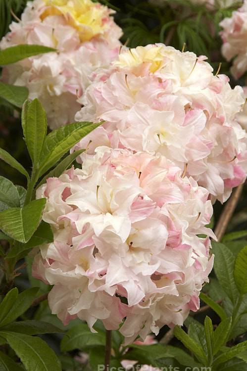 <i>Rhododendron</i> (deciduous azalea</i>) 'Softlights', a double-flowered hybrid introduced in 1997 by Blue Mountain Nursery of New Zealand. It grows to around 2m tall and develops good autumn foliage colour. Order: Ericales, Family: Ericaceae