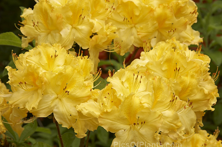 <i>Rhododendron</i> (deciduous azalea</i>) 'Primrose Brook', a hybrid of uncertain origin — probably New Zealand-raised and possibly a development of the Ilam or Knap Hill cultivars known as 'Primrose'. Order: Ericales, Family: Ericaceae