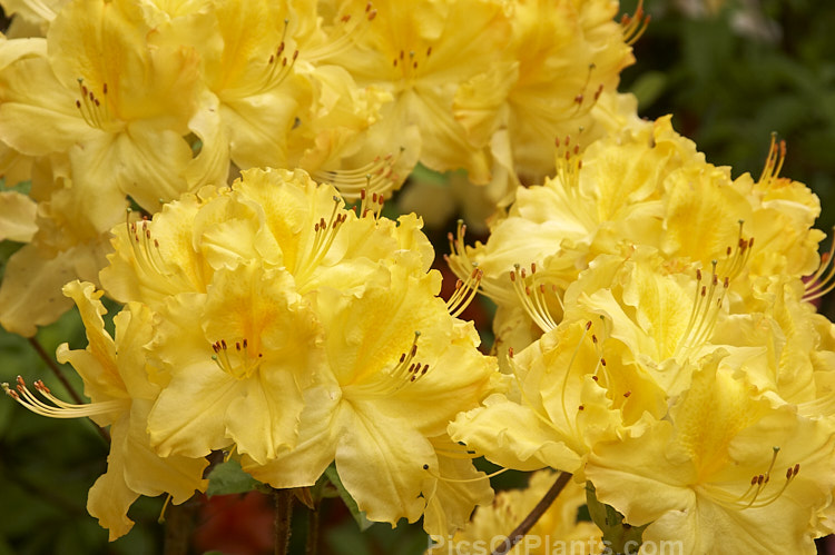 <i>Rhododendron</i> (deciduous azalea</i>) 'Primrose Brook', a hybrid of uncertain origin — probably New Zealand-raised and possibly a development of the Ilam or Knap Hill cultivars known as 'Primrose'. Order: Ericales, Family: Ericaceae