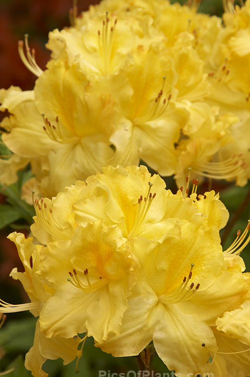 <i>Rhododendron</i> (deciduous azalea</i>) 'Primrose Brook', a hybrid of uncertain origin — probably New Zealand-raised and possibly a development of the Ilam or Knap Hill cultivars known as 'Primrose'. Order: Ericales, Family: Ericaceae