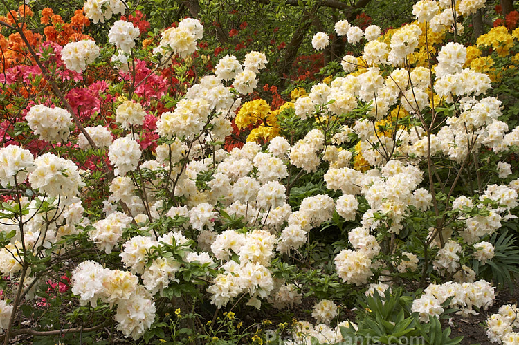 Rhododendron (deciduous azalea</i>) 'Cream Bun', a hybrid of uncertain origins — probably New Zealand-raised The flowers are mildly scented. Order: Ericales, Family: Ericaceae