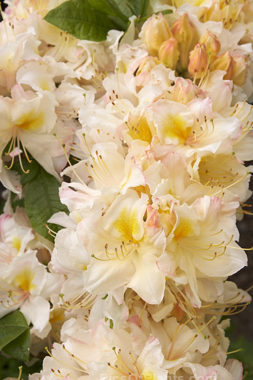 Rhododendron (deciduous azalea</i>) 'Cream Bun', a hybrid of uncertain origins — probably New Zealand-raised The flowers are mildly scented. Order: Ericales, Family: Ericaceae