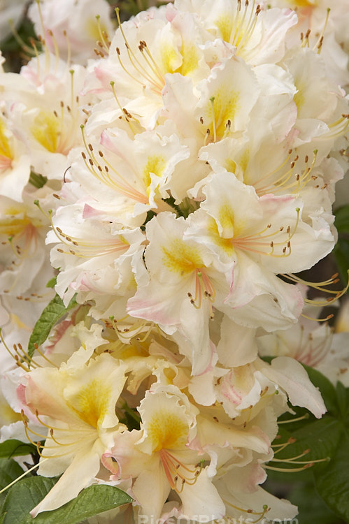 Rhododendron (deciduous azalea</i>) 'Cream Bun', a hybrid of uncertain origins — probably New Zealand-raised The flowers are mildly scented. Order: Ericales, Family: Ericaceae