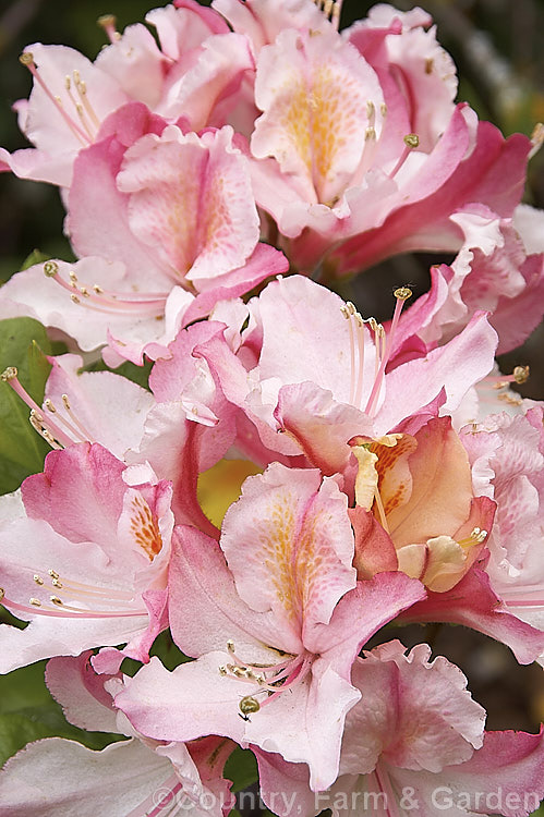 Rhododendron occidentale 'Magnifica', a cultivar of a fragrant-flowered, spring-blooming deciduous azalea species native to the western coast of the United States