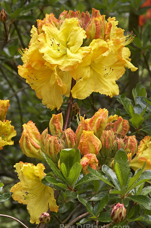<i>Rhododendron</i> (deciduous azalea</i>) 'Cross Hills Frills', a large-flowered Ilam hybrid raised at Cross Hills Garden and Nursery, Kimbolton, New Zealand. Order: Ericales, Family: Ericaceae
