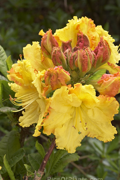 <i>Rhododendron</i> (deciduous azalea</i>) 'Cross Hills Frills', a large-flowered Ilam hybrid raised at Cross Hills Garden and Nursery, Kimbolton, New Zealand. Order: Ericales, Family: Ericaceae