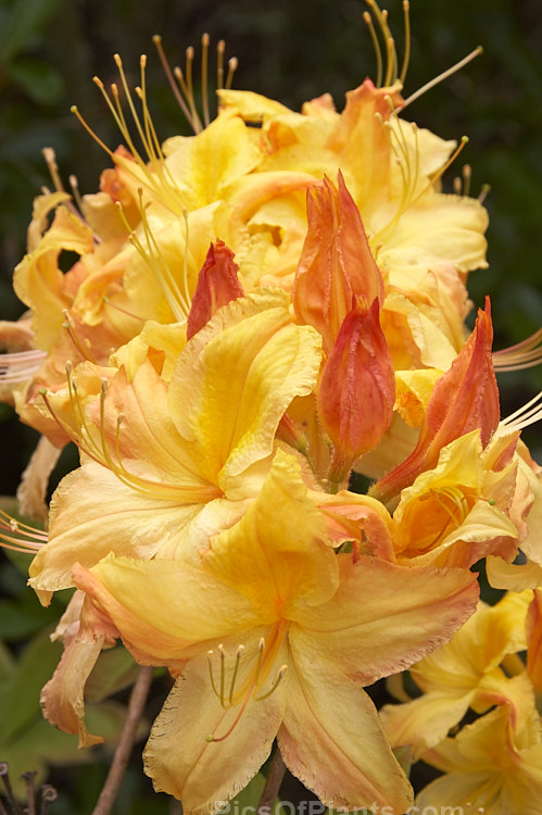 <i>Rhododendron</i> (deciduous azalea</i>) 'Delectable', a <i>Rhododendron calendulaceum</i> hybrid raised by Carlson of the United States. Order: Ericales, Family: Ericaceae